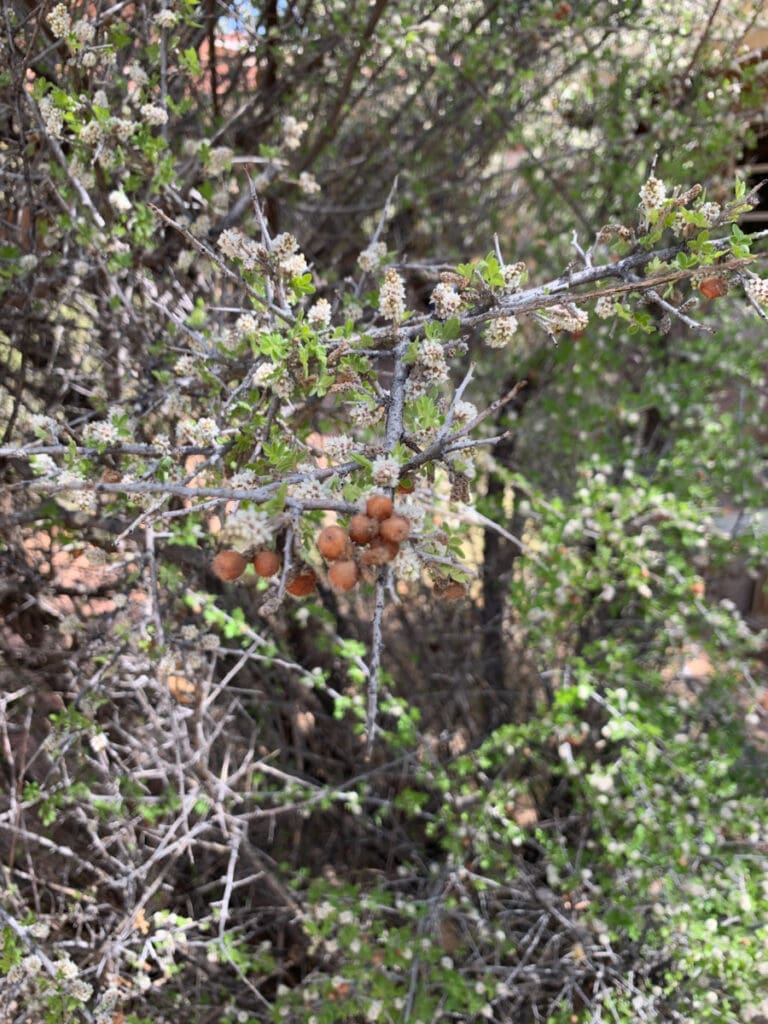 Little Leaf Sumac Albuquerque Academy