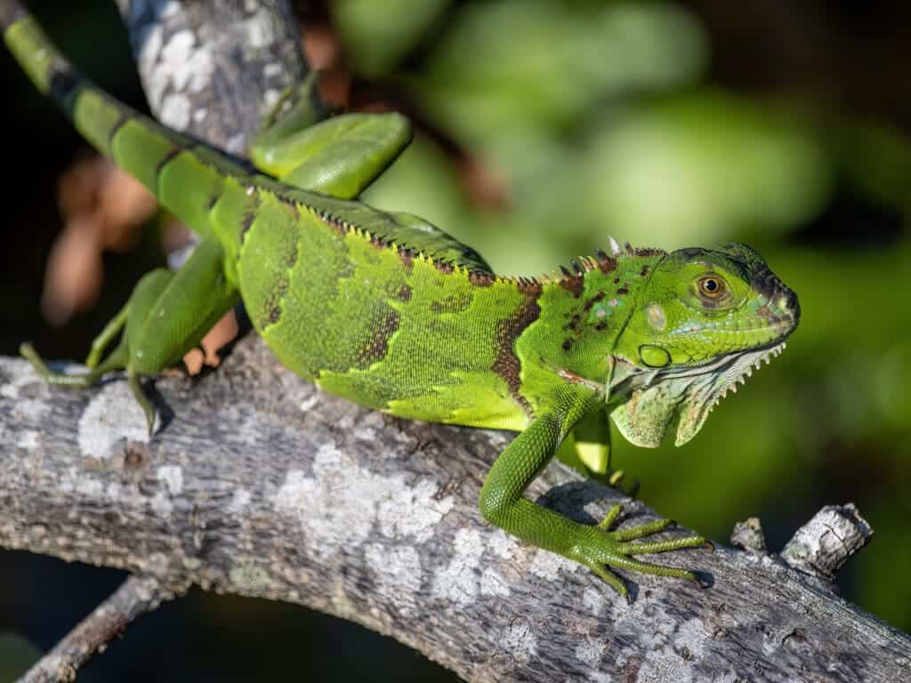 Colorful green iguana resting on tree branch.