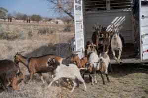 Group of goats exiting a trailer in a rural field for weed control.