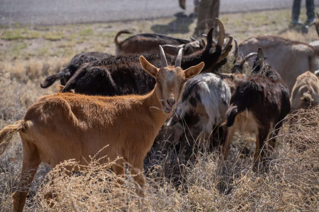 Group of goats grazing on dry grass in a field for weed control.
